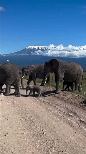 6 Days | 5 Nights Great Migration & Amboseli Safari Experience
