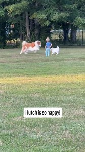 I love keeping in touch with Hilltop families and watching our pups grow! Great Pyrenees, great Pyrenees puppies, livestock guardian, livestock Guardian dogs, puppy training, dog training, adorable puppies, working dog, livestock guardian breed, LGD, homestead education, Tennessee farm, dog breeder, big white dog, giant dogs, kids and dogs | Hilltop Great Pyrenees