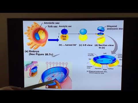Part I Formation of trilaminar germ disc - Primitive streak
