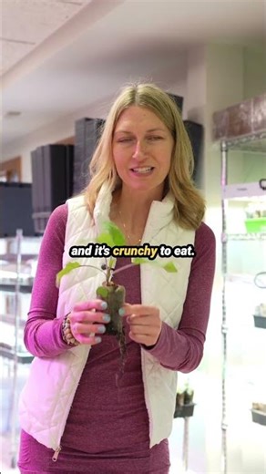 Quiz Answer: This Weird Veggie is DELICIOUS