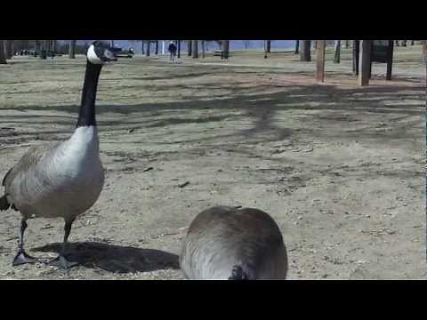 Injured/sick goose. "How to catch a goose".