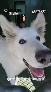 1.3K views · 251 reactions | Adopted  A5575627 ✰ Unknown -8/25/23-...