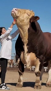 The World’s Biggest Bull | Chianina Fact #reelsfbシ #reelsvideo #reelsfb #nature #amazingfacts #biggestbull #chianina #animalfacts #giantbull #worldrecord | Sonu Kumar