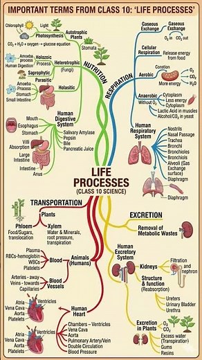 Life Processes Mind Map 📚 #CBSEClass10 #ncert #science