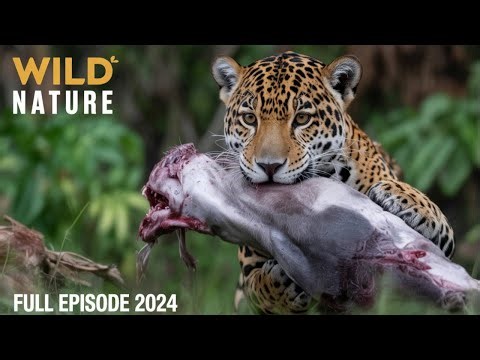 WILD AMAZON | Mysteries of the Supreme Predators