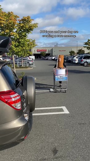 A warm memory from the great TP shortage that neither of us will forget. #puppylove #world #cute #funnydog #foryou #animals #instadog #puppies #doglover #bostonterrier #virals #funny #fyp | lgaird Boston Terrier