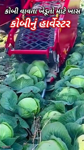 😳હવે કોબી માટે પણ હાર્વેસ્ટર #youtubeshorts #shorts