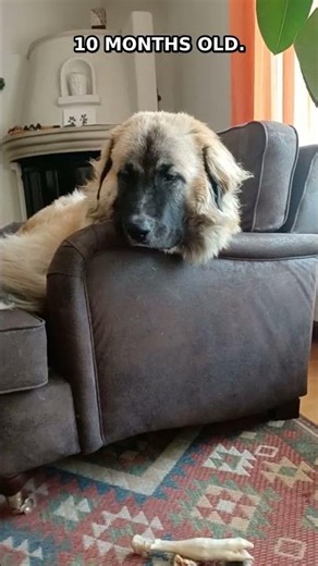 My 10 Month Old Giant Puppy Took the Day Off