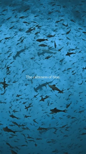 Brooke Pyke on Instagram: "Have you heard of the Blue Mind Theory? It refers to the physiological response the body has when immersed in, on or near the ocean. Our brains are hardwired to respond positively to the ocean. Being in or near the water causes a drop in cortisol and makes us feel calm, connected and at peace. #bluemind #ocean #underwaterphotography #nature #marinelife"
