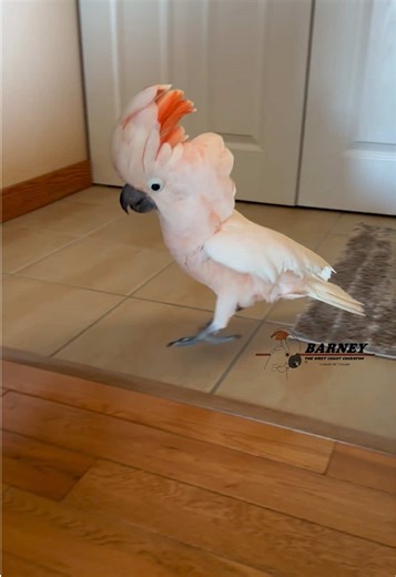 Barney the West Coast Cockatoo Answers the Phone