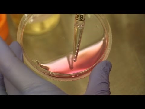 Aseptic Techniques: Changing Cell Culture Media