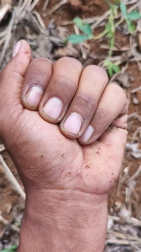 THIS IS NOT ANT #anyuniqueanimals #beautifulinsects #nature