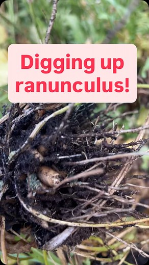 The ranunculus have finished for the season, so it’s time to pull them up and store the corms! 🌸💪 They’ve put on such a great show — now to tuck them away for a well-earned rest before next year’s bloom. #DistractedAndDigging #Ranunculus #FlowerGarden #GardenChaos #TryingToAdult #DIYDad #RealDadStuff #RelatableReels #BackyardFails #Corms #GrowYourOwn | Distracted and Digging