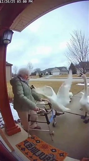 POV: The geese chose violence 🦢😭 (Doorbell Cam) #shorts #geese #funny