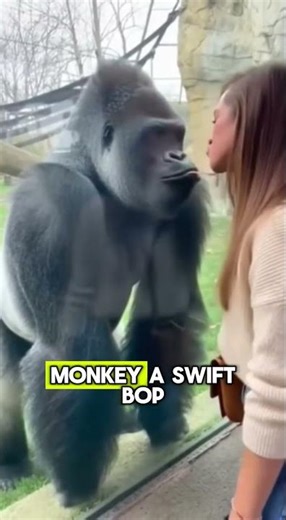 She Tried to Kiss the Monkey… Big Mistake