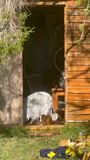 🐝 Bee Hive Removal in Wembley, North of Perth We recently revisited a client in Wembley, next to Leedervile , where we had safely removed a bee swarm two weeks ago. This time, the client booked us again after discovering a massive beehive under the shed flooring — it had been there for over a year! 🍯 Our team carefully removed and rehomed the entire hive, collecting lots of honey and ensuring the bees were safely relocated. If you find bees around your home, don’t panic or harm them — just cal