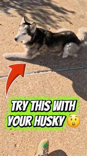 Jumped Over Husky… TWICE 😲
