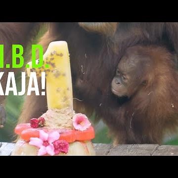 A Baby Orangutan's Big Milestone! Happy Birthday, Kaja!