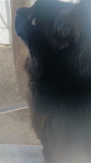 Tomasa Escapes the Matrix that is the First Layer of Hell, Limbo