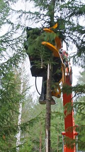 31K views · 119 reactions | Delimb, cut, collect, cut and drop! That the beat of tree shearing! 論 #treeshear #forestrymachines #treecutting #machinery #hitachiexcavator #forestry | TMK Machinery | Facebook