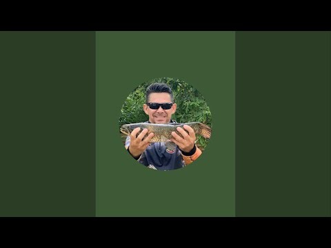 Pescaria de tilápia 