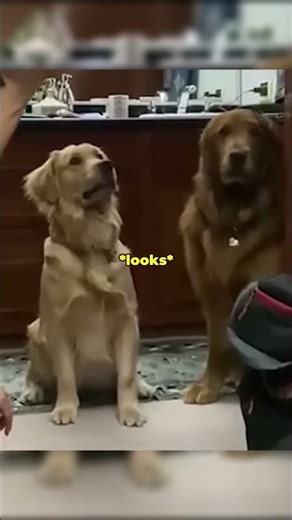 The FUNNIEST Dog Magic Trick! 🤣