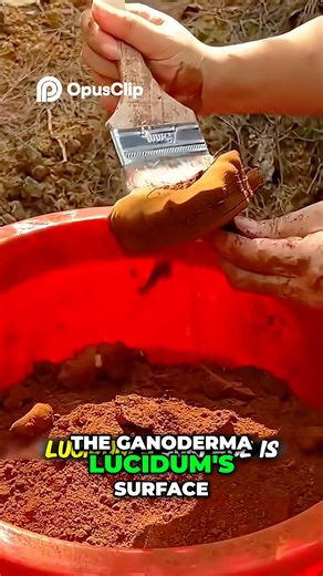 Rare Ganoderma Lucidum Powder #fbreelsfypシ゚viralfbreelsfypシ゚ #foryou | Maribel's Explorer'Vlog