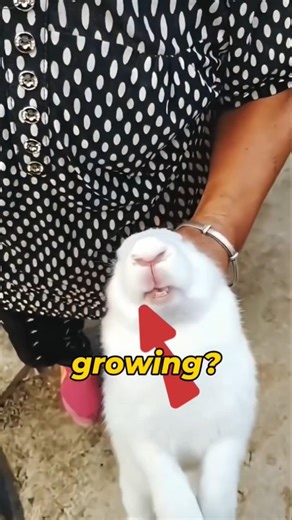 Rabbit Teeth Growth#amazingfacts #nobatidao #batidao