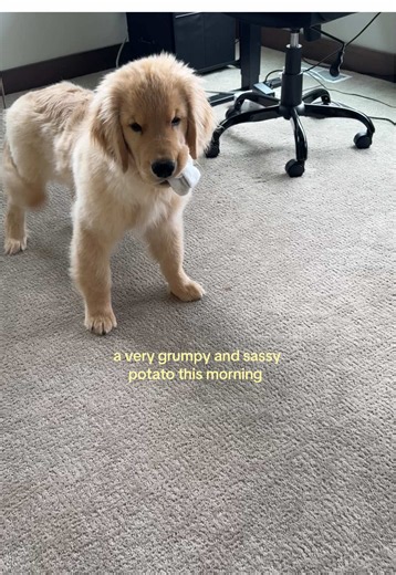 Grumpy Golden Retriever Puppy Steals a Sock — Funny Dog Moment