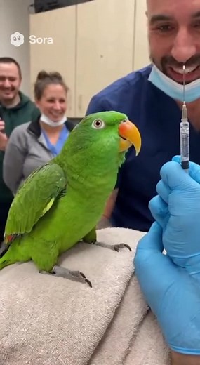 Larry the Parrot's Hilarious Vet Visit Experience