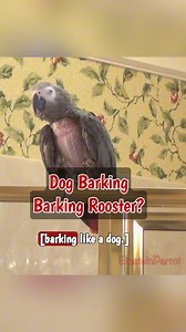 It's funny how my barking turns into a rooster sound. I'm talented! #einsteinparrot #EinsteinTheParrot #FunnyParrot #parrots #africangreyparrots #talkingparrot #ParrotVideos | Einstein the Talking Texan Parrot