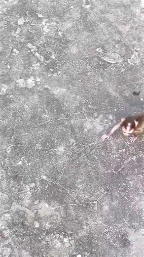 Playtime with Baby Monkey: A Heartwarming Moment