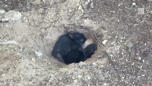Baby rabbits nap in shaded spot during sunny day in Nanaimo