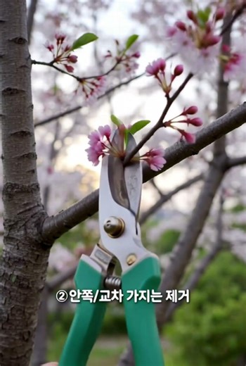앵두나무 가지치기 #앵두나무 #가지치기 #전정