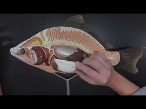 Internal Anatomy of Perch Model