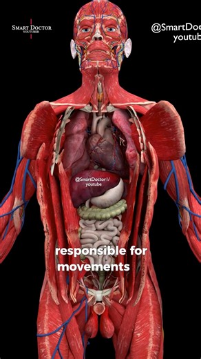 Los 3 tipos de músculos que moldean tu core - - - - Los músculos del cuerpo humano se dividen en tres tipos principales: 1. Músculos esqueléticos Músculos voluntarios responsables del movimiento corporal y la postura. Se adhieren a los huesos y permiten acciones como caminar, levantar objetos y las expresiones faciales. 2. Músculos lisos Músculos involuntarios que se encuentran en órganos huecos como los intestinos, los vasos sanguíneos y la vejiga. Controlan movimientos como la digestión y el f