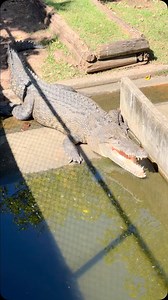 A great day out @crocodyluspark in Darwin, a bonus we all got to hold a two year old croc named “Gucci”… we were assured however that none of the crocs at crocodylus would ever become a handbag!! #travellingfamily #travellingaustralia #travellingfamilyaustralia #vanlife #crocodile #saltwatercroc #crocodyluspark #crocodylusparkdarwin #darwin #northernteritory #explorenorthernterritory | The Travelling Herons