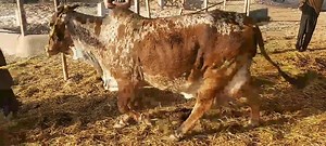 1.5K views · 88 reactions | اپنے جانوروں کی صحت کا خیال رکھنے میں ھی فارمز کی کامیابی ھے | Anmol Cattle Farming | Facebook