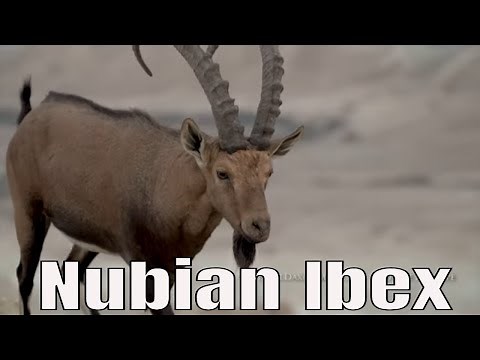 Nubian Ibex - Negev Desert Israel/ יעל נובי