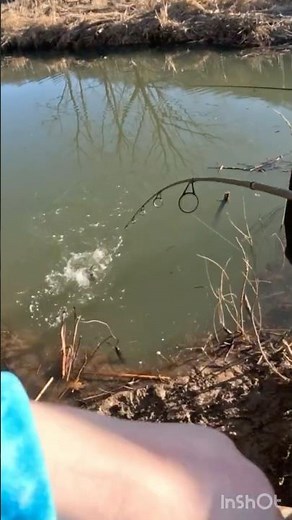 How To Catch Trout With Power Bait! #troutfishing #fishing #outdoors #howto
