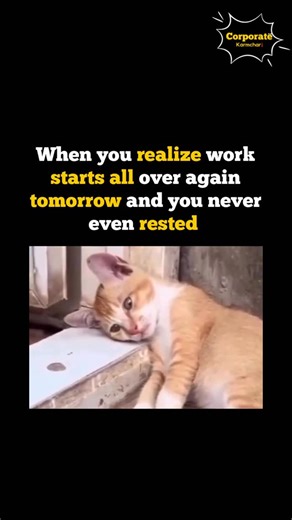 Corporate Karmchari👔| Funny Meme Page on Instagram: "Happy Sunday !! #relatable #memes #corporate (Manager in corporates, manager memes, office memes, corporate memes, funny memes, employee , explore page , back problems, broken back, struggling , relatable memes, cute aggression , cute baby , crying, interns, salary expectations, budget, , viral, trending reels, reels, comedy, fyp, fun)"