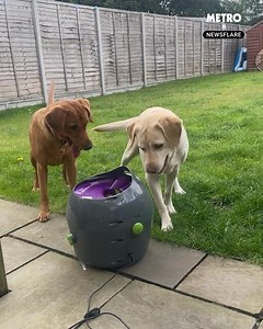 161K views · 520 reactions | It must be Christmas for them | Metro | Facebook