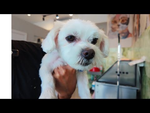 Salty is a Rescued Maltese Doggy.