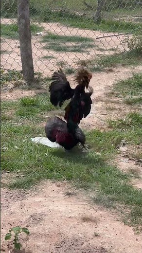 Rooster fighting