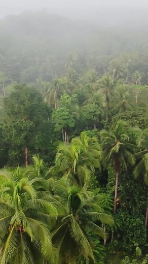 Alam mo bang may scientific reason kung bakit mas malamig sa lugar na maraming puno? Evapotranspiration! #NaturalAircon #FogFactsPH #EcoEducationPH #fblifestyle | DieT