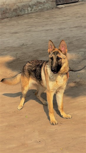 Understanding German Shepherds: Traits and Care Tips