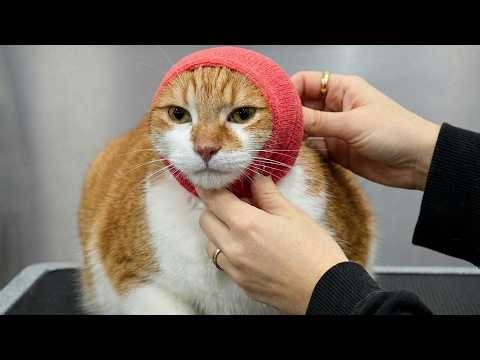 I Groomed The 26-Pound Cat, He Ate The Whole Bakery And Left No Crumbs Bean | Grooming Cat
