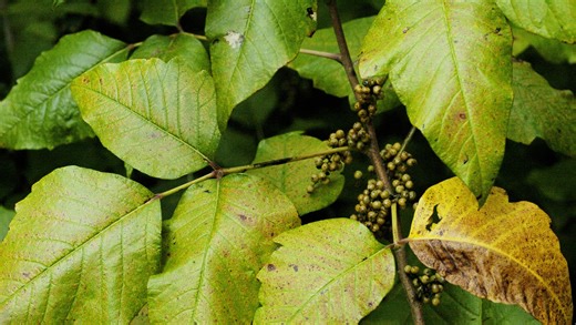 Set to garden or go hiking in Delaware? Here's how to identify poison ivy, oak, sumac