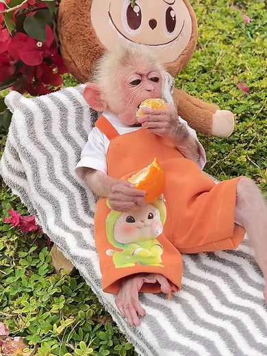 Exploring the Life of Pet Monkeys