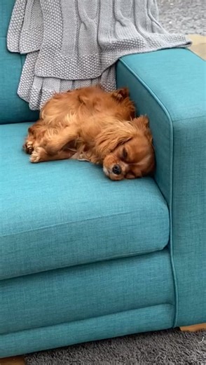 Such a gorgeous boy  | Ruby King Charles Cavalier | Facebook